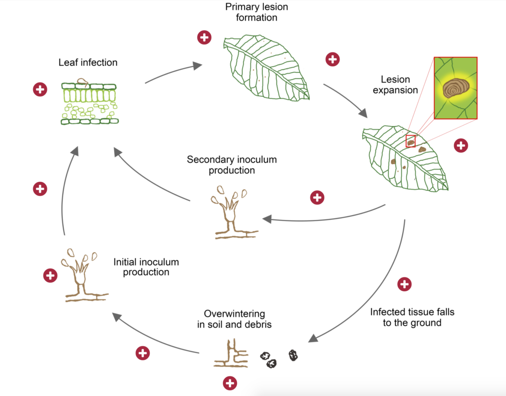 Diagram of plant disease cycle with several hotspot buttons