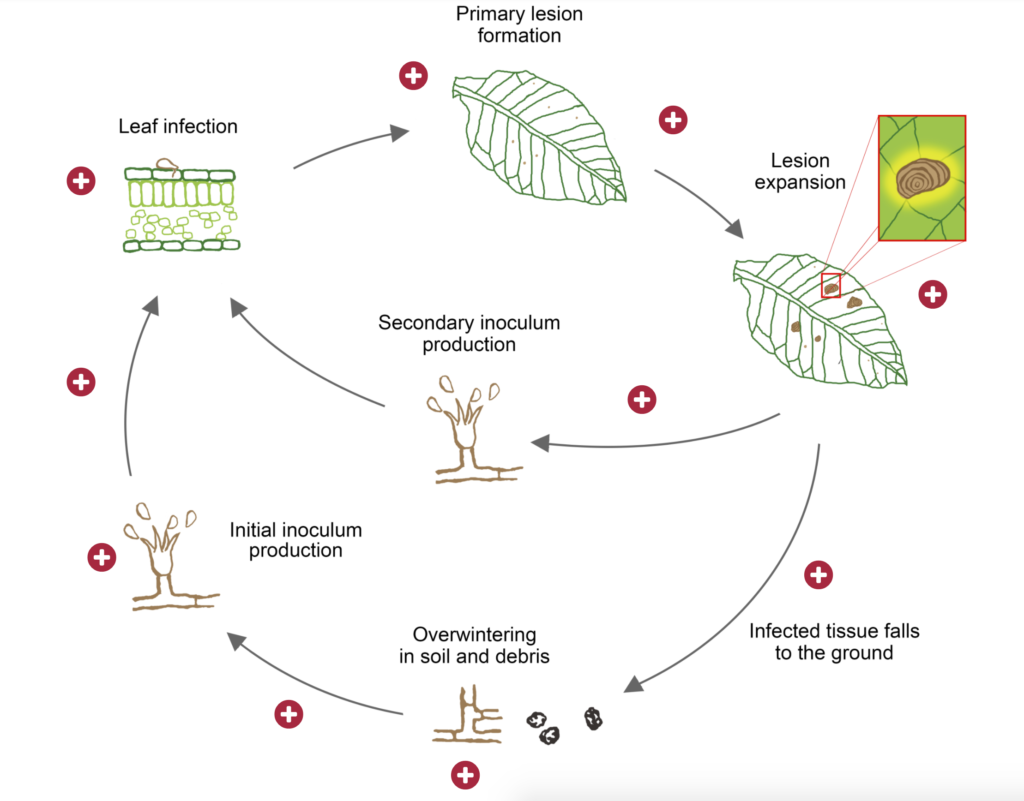 Diagram of plant disease cycle with several hotspot buttons placed to provide additional explanation of each stage.